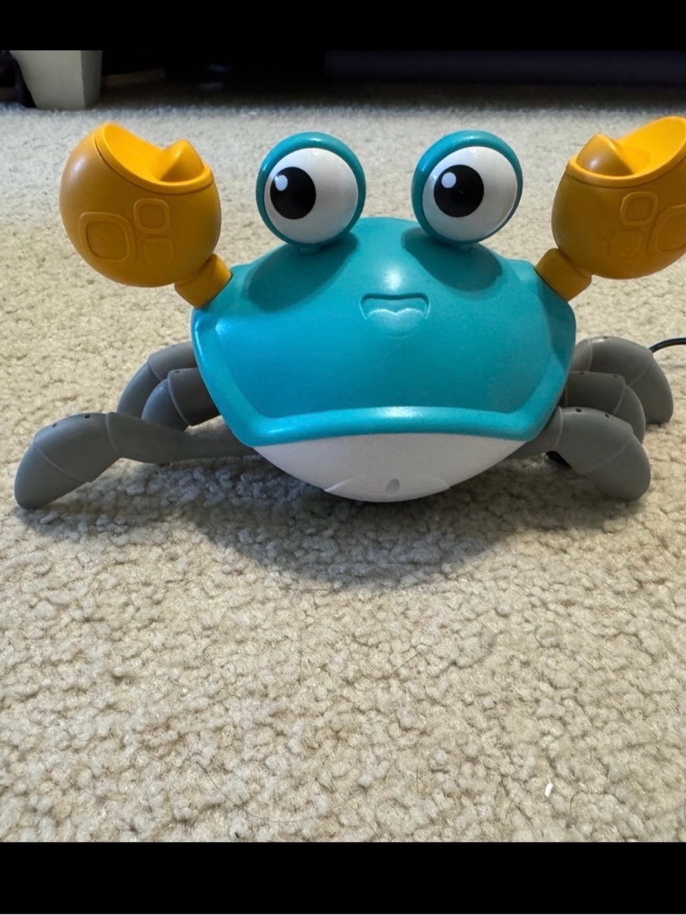 Tummy time blue dancing crab
